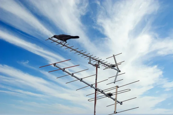 Cuervo Negro Descansando Antena Televisión —  Fotos de Stock