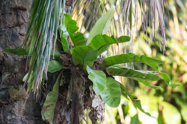 Asplenium nidus hurma dalında yetişiyor.