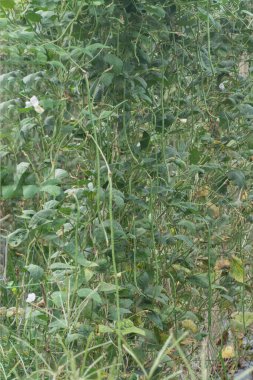 Çiftlikte uzun fasulye sebzesi