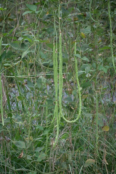 Vegetal Feijão Longo Fazenda — Fotografia de Stock