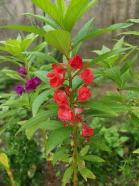 Renkli bahçe sabırsızlığı Balsamina bitkisi