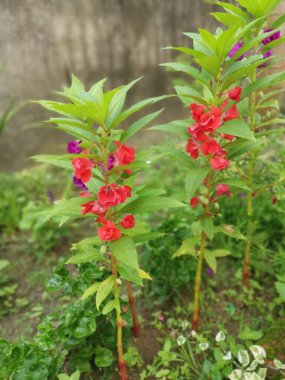 Renkli bahçe sabırsızlığı Balsamina bitkisi