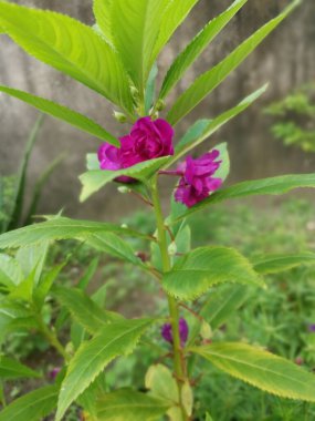 Renkli bahçe sabırsızlığı Balsamina bitkisi