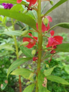 Renkli bahçe sabırsızlığı Balsamina bitkisi