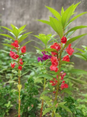 Renkli bahçe sabırsızlığı Balsamina bitkisi