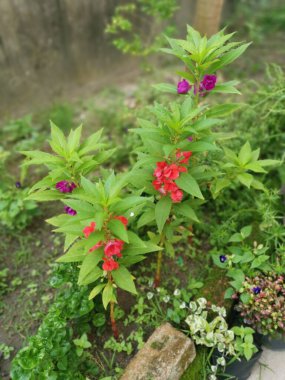Renkli bahçe sabırsızlığı Balsamina bitkisi