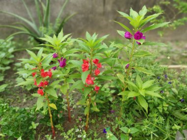 Renkli bahçe sabırsızlığı Balsamina bitkisi