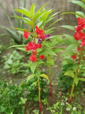 Renkli bahçe sabırsızlığı Balsamina bitkisi