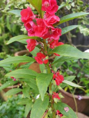Renkli bahçe sabırsızlığı Balsamina bitkisi