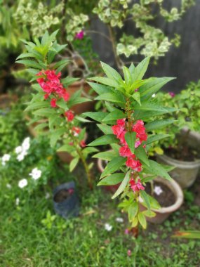 Renkli bahçe sabırsızlığı Balsamina bitkisi