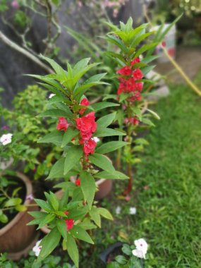 Renkli bahçe sabırsızlığı Balsamina bitkisi
