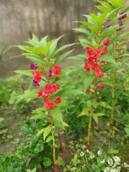 Renkli bahçe sabırsızlığı Balsamina bitkisi