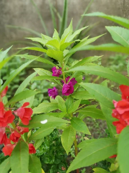 Bunter Garten Ungeduldig Balsamina Pflanze — Stockfoto