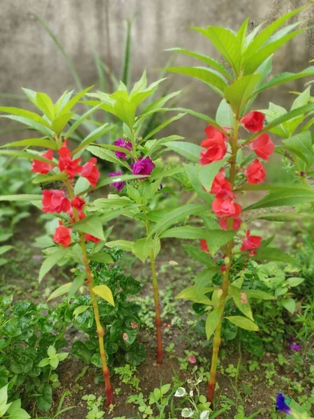 Renkli bahçe sabırsızlığı Balsamina bitkisi