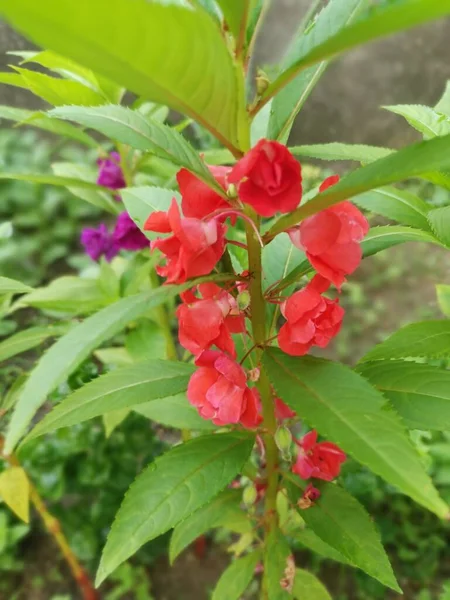 Цветной Сад Нетерпелив Растение Бальзамина — стоковое фото