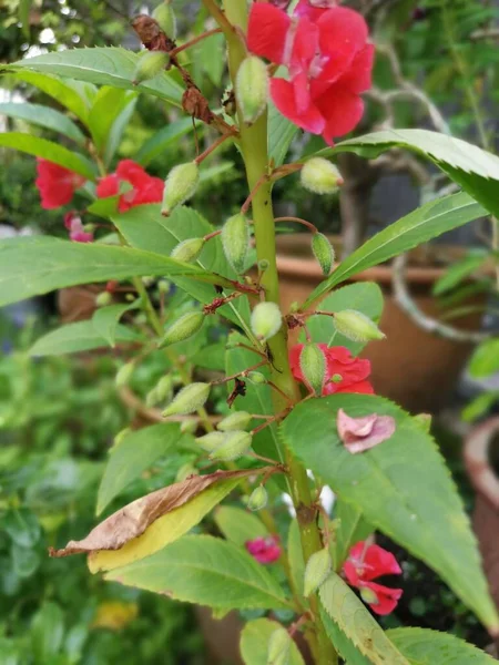 Kleurrijke Tuin Ongeduldig Balsamina Plant — Stockfoto