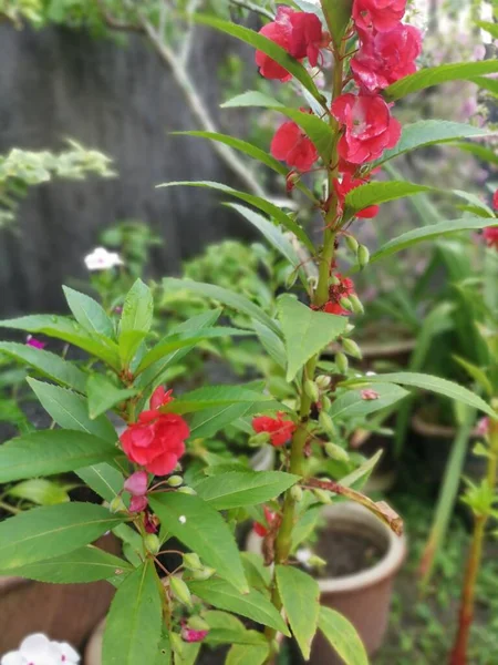 Färgglada Trädgård Impatiens Balsamina Växt — Stockfoto