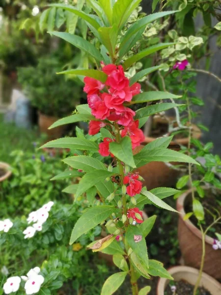 Colorido Jardín Impatiens Balsamina Planta —  Fotos de Stock