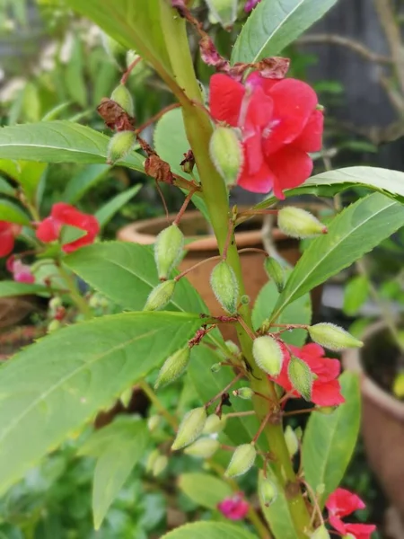 Färgglada Trädgård Impatiens Balsamina Växt — Stockfoto