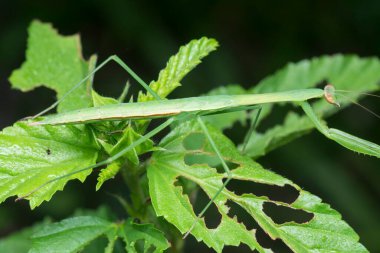 Yeşil peygamber devesine yakın çekim