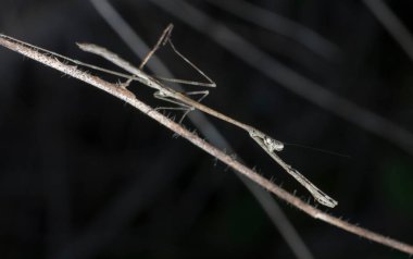 Kahverengi çubuk peygamber devesine yakın çekim