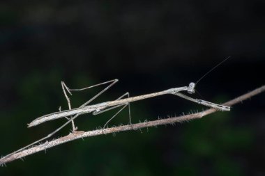 Kahverengi çubuk peygamber devesine yakın çekim