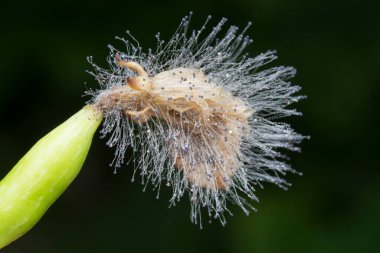 Mantara yakalanmış salatalık tomurcuğu çiçeği.