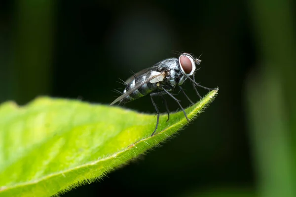 Primer Plano Con Mosca Racimo —  Fotos de Stock