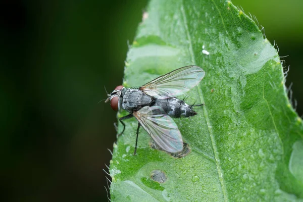 Közelkép Cluster Fly — Stock Fotó