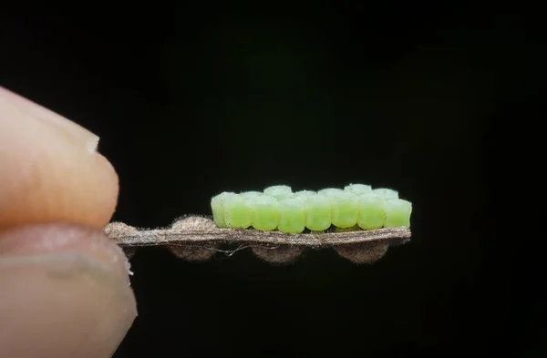 Tiro Cercano Huevos Insecto Escudo Verde — Foto de Stock