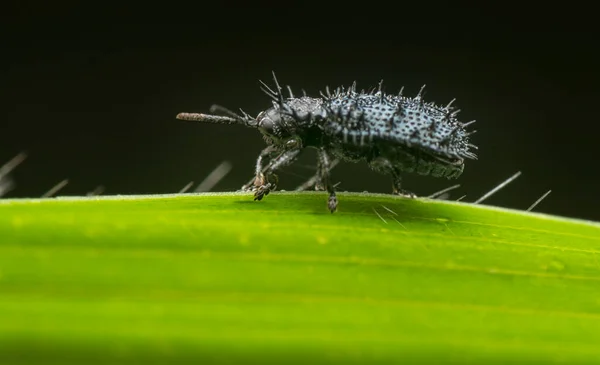 Tiro Cerca Escarabajo Negro Hoja Espinosa —  Fotos de Stock