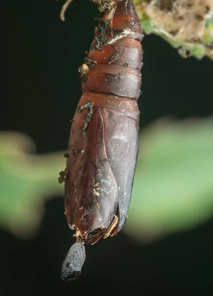 가까이 Rysalis Moth Sphinx — 스톡 사진