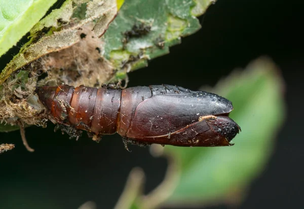 Colpo Ravvicinato Chrysalis Falena Sfinge — Foto Stock