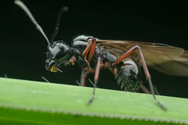 Nahaufnahme Einer Schwarzen Polyrhachis Ameise Mit Flügel — Stockfoto