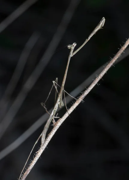 Közeli Lövés Barna Bot Mantis — Stock Fotó