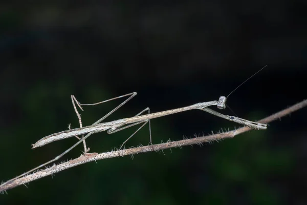 Στενή Βολή Του Καφέ Ραβδί Mantis — Φωτογραφία Αρχείου