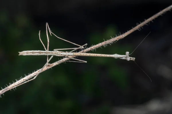 Στενή Βολή Του Καφέ Ραβδί Mantis — Φωτογραφία Αρχείου