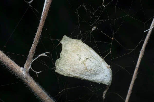 거미줄 모양의 주머니로 감싼다 — 스톡 사진