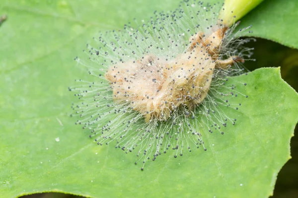 Fiore Germoglio Cetriolo Infettato Funghi — Foto Stock