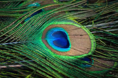 Tavus kuşu tüyü renkli desen