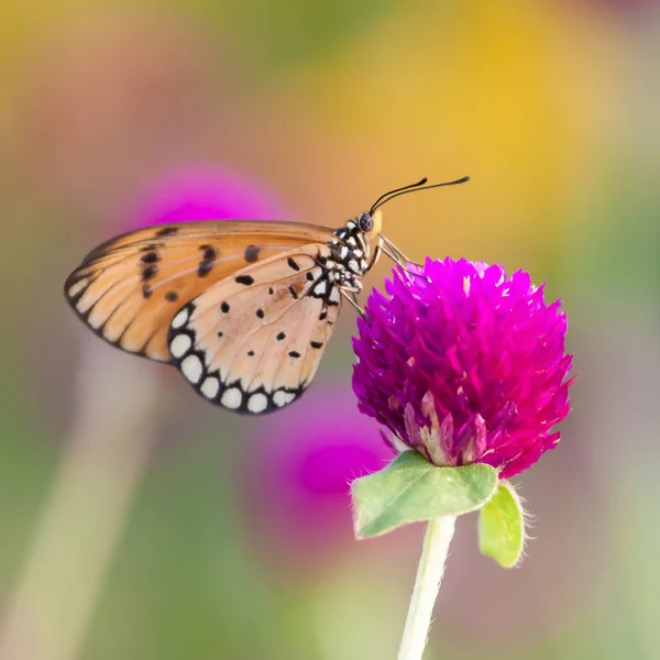 Natural Butterflies and Flowers