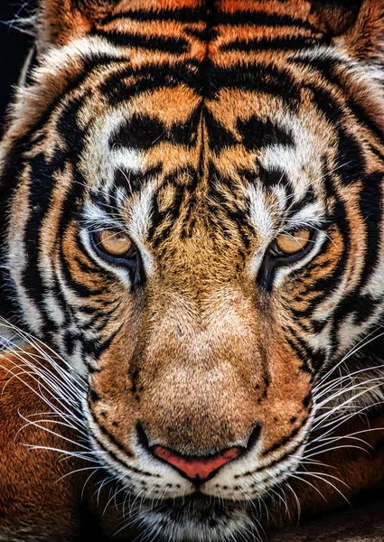 Tigre y sus ojos feroces . Fotos de stock libres de derechos