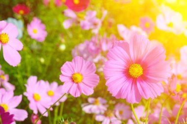 Çiçek bahçesi ve güneşin ışığı.