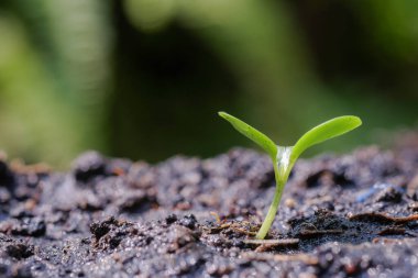 Tomurcuklanan ve ışık saçan bitkilerin fidanı