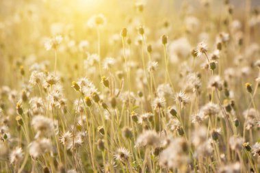 Güzel çayırlar ve akşam güneşi
