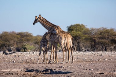 Afrika 'da yavrusu olan bir zürafa ailesi. Bebek başını ebeveynlerine yasladı.