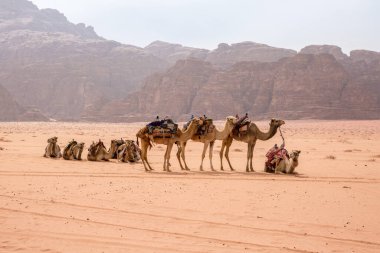Mart 2020 'de Ürdün' deki Wadi Rum Çölü 'nde durdurulan deve kervanı..