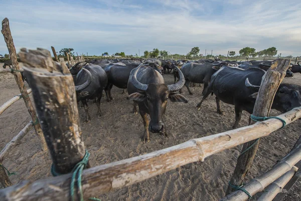 Padok su buffalo sicilini — Stok fotoğraf