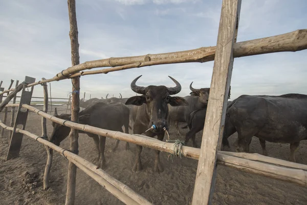 Padok su buffalo sicilini — Stok fotoğraf
