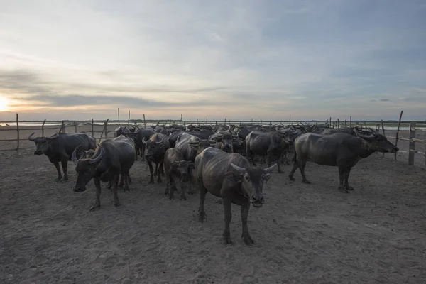 Padok su buffalo sicilini — Stok fotoğraf